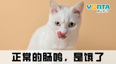 肚子总爱“咕咕叫”？除了饿，还有这4种原因！